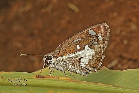 Skipper Butterfly, Grass Demon, Udaspes folus  Geotagged,Grass demon,Indonesia,Udaspes folus,Winter