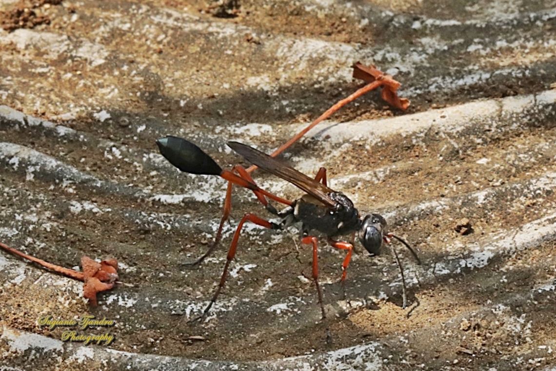 Sphecid wasp, Ammophila clavus  Ammophila clavus,Geotagged,Indonesia,Winter