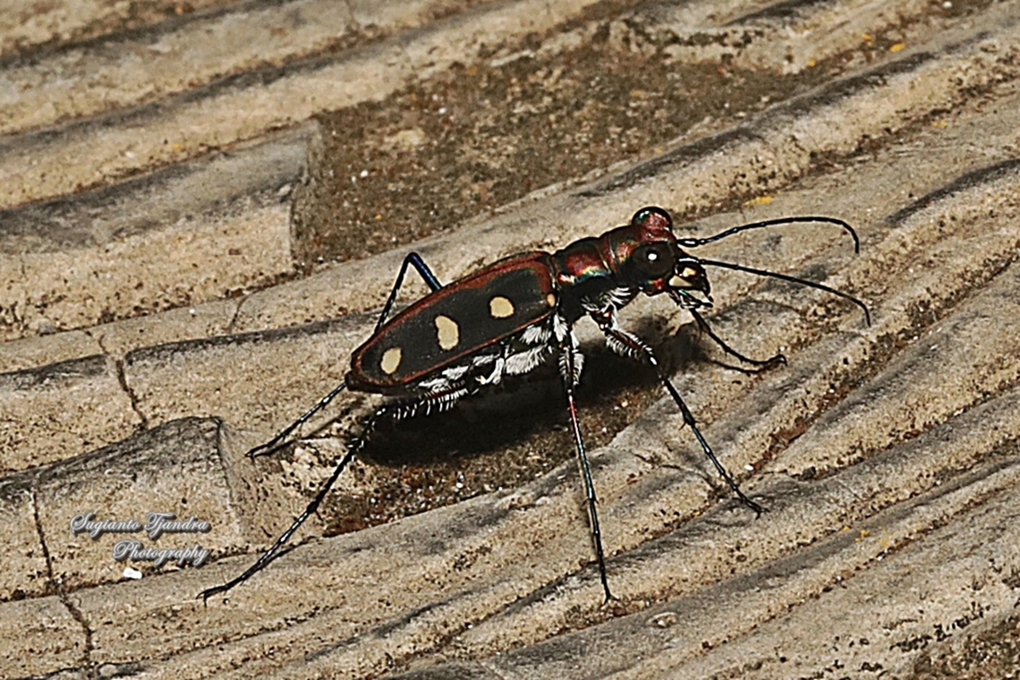 Golden-spotted Tiger Beetle, Cosmodela aurulenta  Cosmodela aurulenta,Geotagged,Golden-spotted tiger beetle,Indonesia,Winter