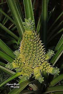 Pineapple, Ananas comasus  Ananas comosus,Geotagged,Indonesia,Pineapple,Winter