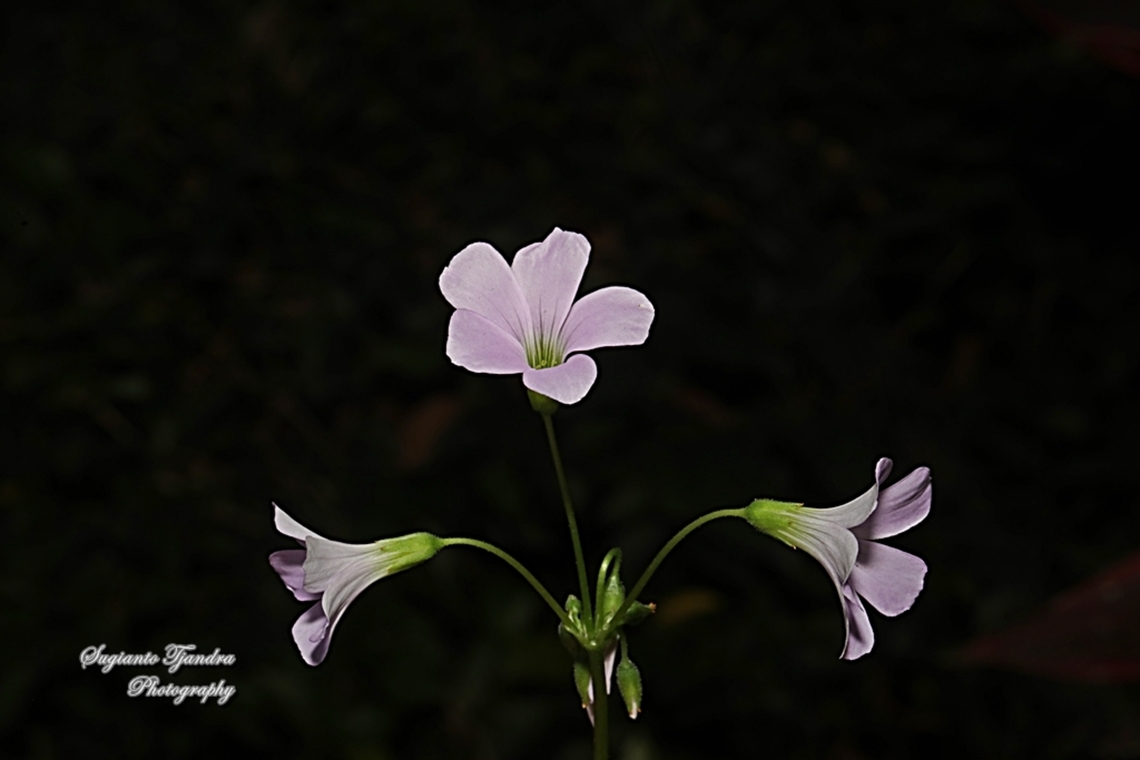 False shamrock, Oxalis triangularis, family Oxalidaceae  False Shamrock,Geotagged,Indonesia,Oxalis triangularis,Winter