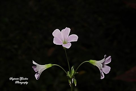 False shamrock, Oxalis triangularis, family Oxalidaceae  False Shamrock,Geotagged,Indonesia,Oxalis triangularis,Winter