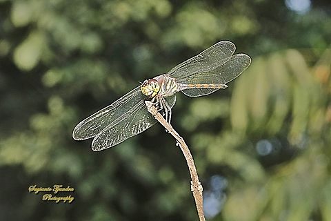 The Swampwatcher Dragonfly, Potamarcha congener  Geotagged,Indonesia,Potamarcha congener,Winter,Yellow-tailed Ashy Skimmer