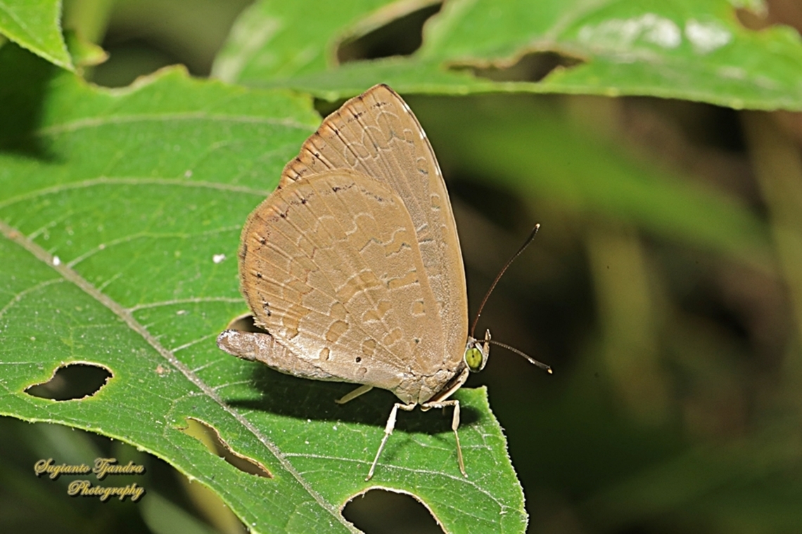 Round-banded Brownie, Miletus gopara gopara, family Lycaenidae  Geotagged,Indonesia,Miletus gopara,Round-banded Brownie,Winter
