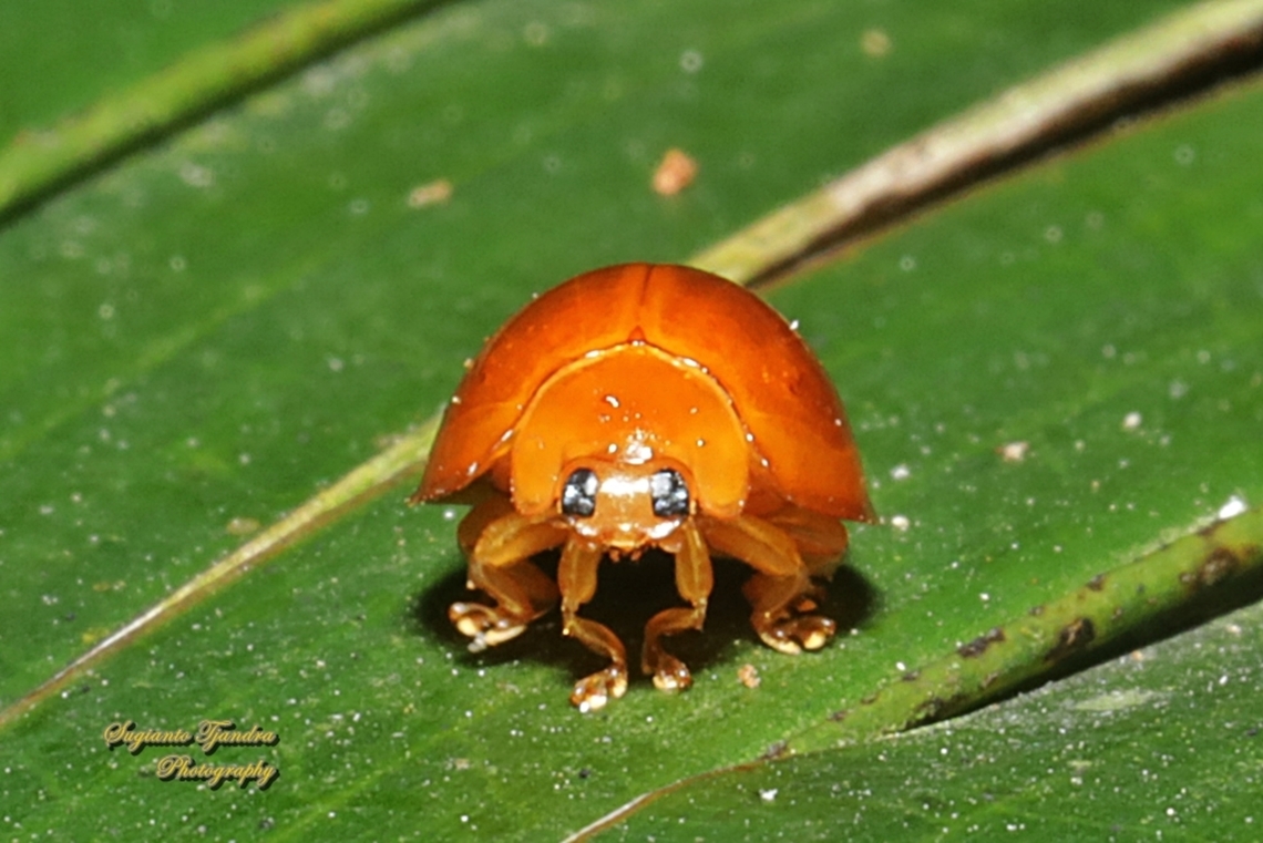 Ladybird Beetle, family Coccinellidae  Geotagged,Indonesia,Winter