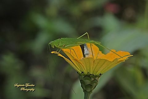 Sickle-bearing Bush-cricket, genus Phaneroptera, family Tettigoniidae  Geotagged,Indonesia,Winter