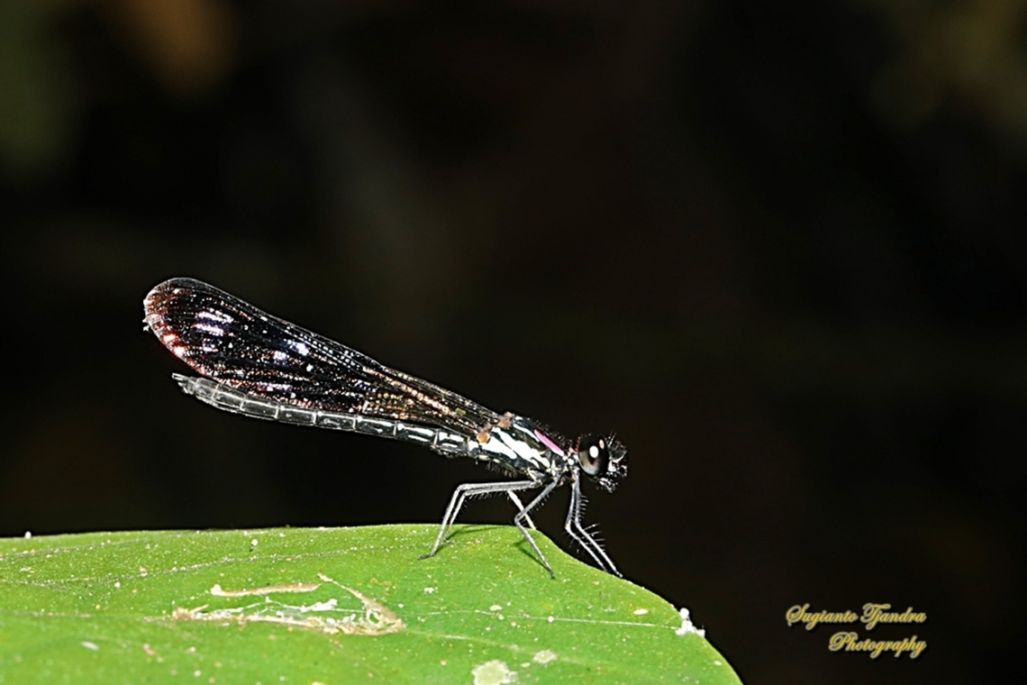 Pink Jewel Dragonfly, Heliocypha fenestrata, family Chlorocyphidae - male  Geotagged,Heliocypha fenestrata,Indonesia,Pink Jewel Dragonfly,Winter