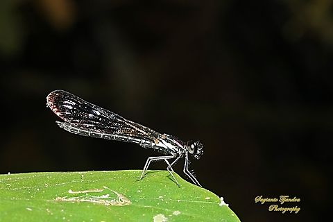 Pink Jewel Dragonfly, Heliocypha fenestrata, family Chlorocyphidae - male  Geotagged,Heliocypha fenestrata,Indonesia,Pink Jewel Dragonfly,Winter