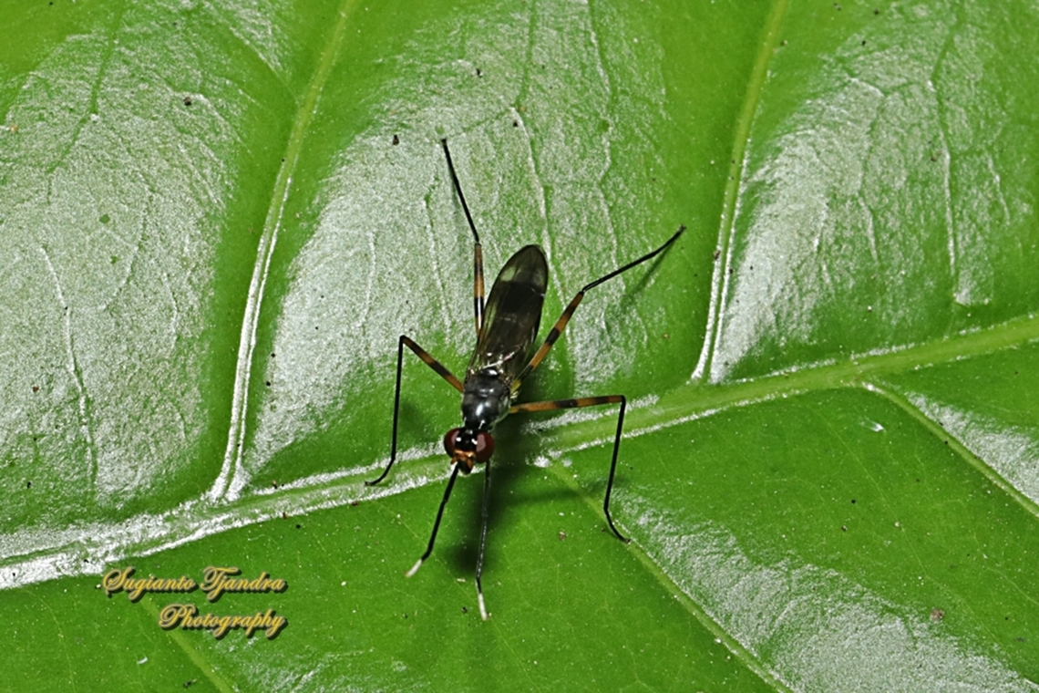 Stilt-legged fly, Taeniaptera trivittata, family Micropezidae  Geotagged,Indonesia,Taeniaptera trivittata,Winter