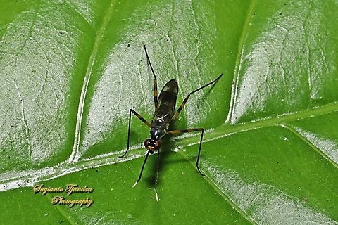 Stilt-legged fly, Taeniaptera trivittata, family Micropezidae  Geotagged,Indonesia,Taeniaptera trivittata,Winter