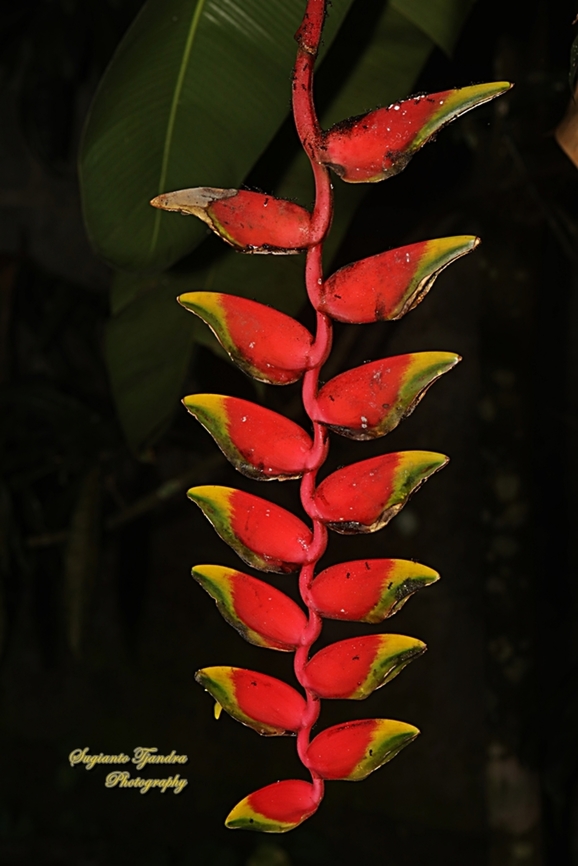 Hanging Lobster Claw Flower, Heliconia rostrata  Geotagged,Heliconia rostrata,Indonesia,Lobster Claw,Winter