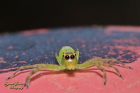 Jumping Spider, Epeus Sp., family Salticidae  Geotagged,Indonesia,Winter