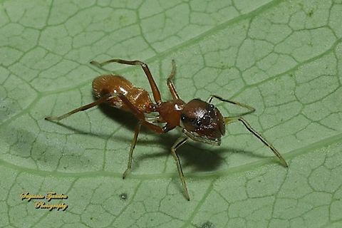 Ant-mimicking Jumping Spider, Myrmarachne sp., family Salticidae  Geotagged,Indonesia,Winter