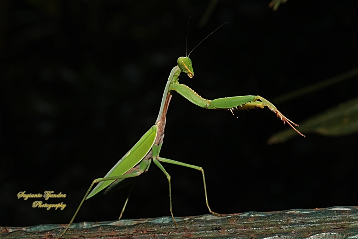 Golden-armed Mantis, Hierodula venosa  Geotagged,Golden-armed Mantis,Hierodula venosa,Indonesia,Winter