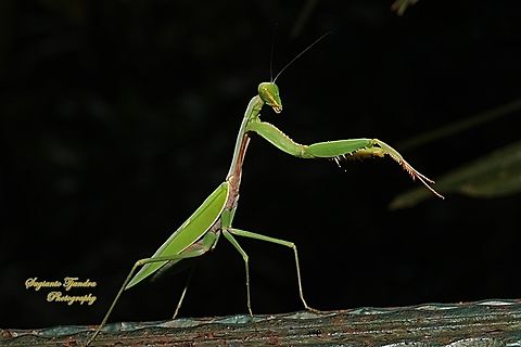 Golden-armed Mantis, Hierodula venosa  Geotagged,Golden-armed Mantis,Hierodula venosa,Indonesia,Winter