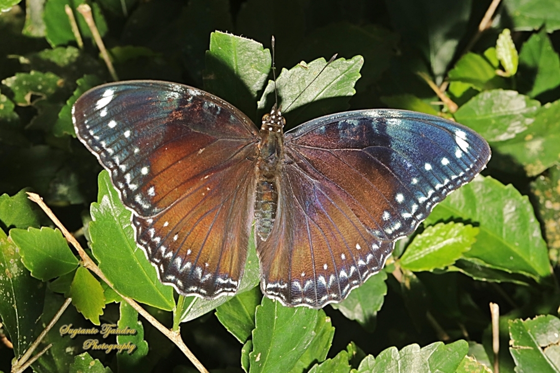 Oriental great eggfly, Hypolimnas bolina ssp jacintha - female  Geotagged,Hypolimnas bolina,Indonesia,Varied Eggfly,Winter