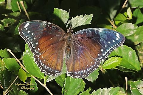 Oriental great eggfly, Hypolimnas bolina ssp jacintha - female  Geotagged,Hypolimnas bolina,Indonesia,Varied Eggfly,Winter