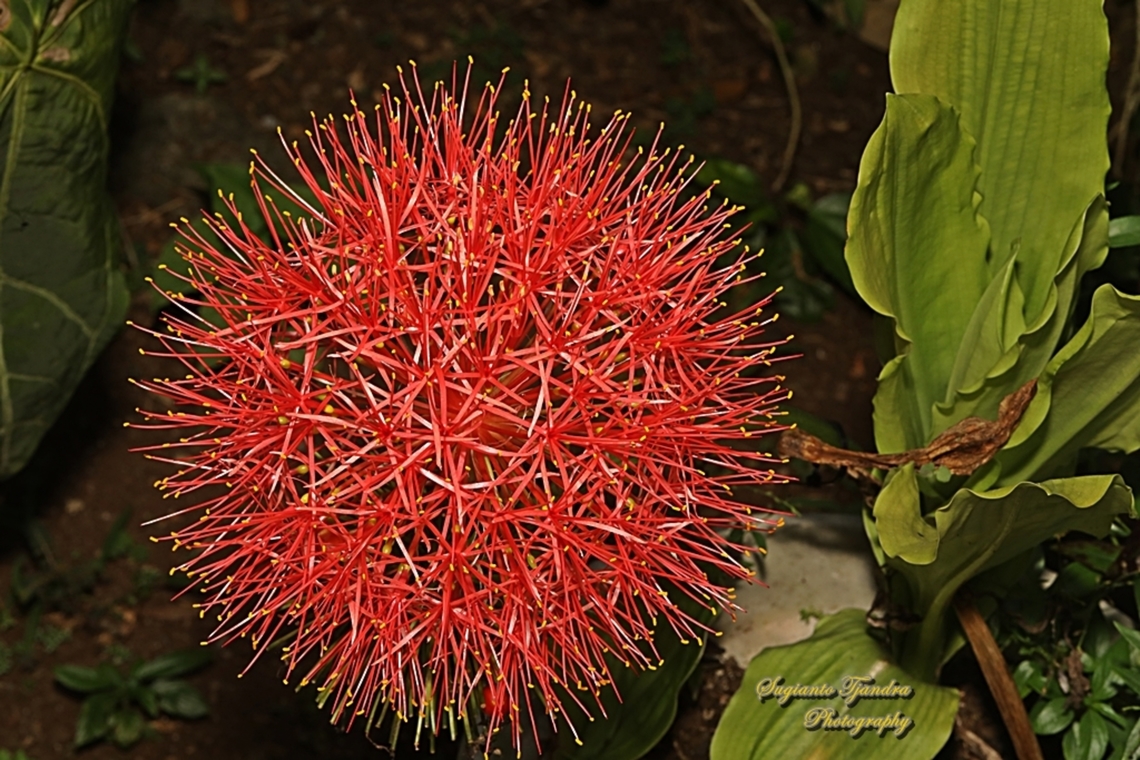 Bloodlily flower, Scadoxus multiflorus  Blood flower,Geotagged,Indonesia,Scadoxus multiflorus,Winter