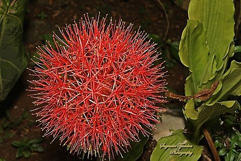 Bloodlily flower, Scadoxus multiflorus  Blood flower,Geotagged,Indonesia,Scadoxus multiflorus,Winter