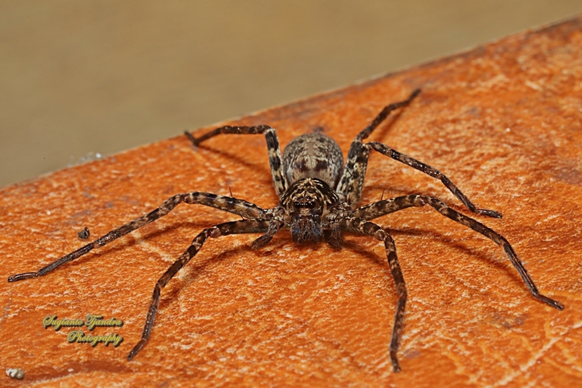 Huntsman Spider, Heteropoda strasseni juvenil, family Sparassidae  Geotagged,Heteropoda strasseni,Indonesia,Winter