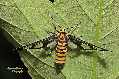 Tiger-Striped Wasp Moth, Amata polymita  Amata polymita,Geotagged,Indonesia,Tiger-striped clearwing moth,Winter