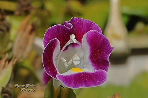 Wishbone Flower, Torenia fournieri, family Scrophulariaceae  Bluewings,Geotagged,Indonesia,Torenia fournieri,Winter