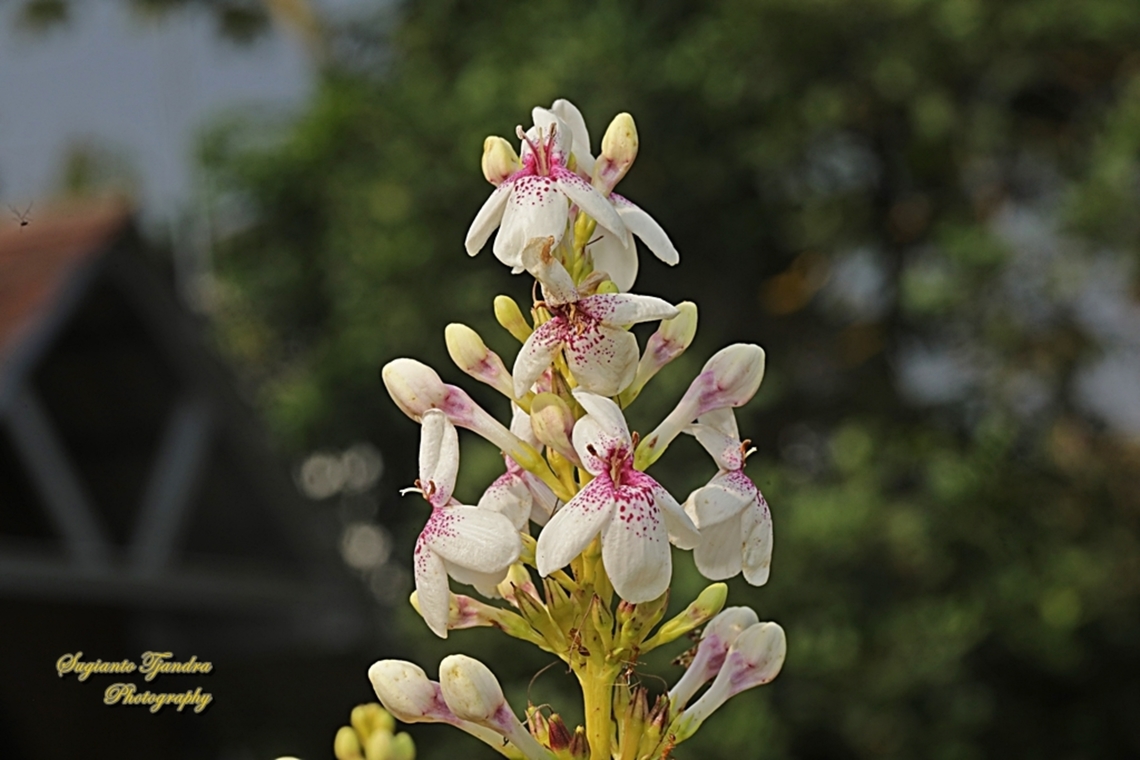 Golden Pseuderanthemum maculatum  Geotagged,Indonesia,Pseuderanthemum maculatum,Winter