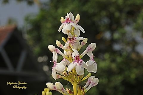 Golden Pseuderanthemum maculatum  Geotagged,Indonesia,Pseuderanthemum maculatum,Winter