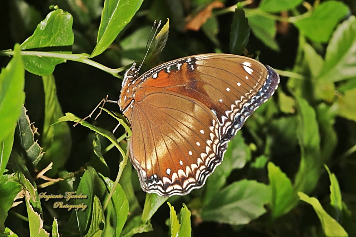 Oriental great eggfly, Hypolimnas bolina ssp jacintha - female (lower side)  Geotagged,Hypolimnas bolina,Indonesia,Varied Eggfly,Winter