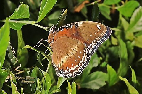 Oriental great eggfly, Hypolimnas bolina ssp jacintha - female (lower side)  Geotagged,Hypolimnas bolina,Indonesia,Varied Eggfly,Winter
