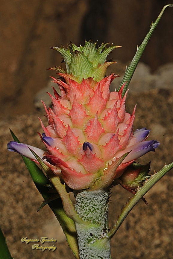Dwarf Pineapple flower, Ananas comasus var. microstachys  Ananas comosus,Geotagged,Indonesia,Pineapple,Winter