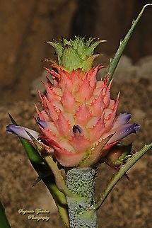 Dwarf Pineapple flower, Ananas comasus var. microstachys  Ananas comosus,Geotagged,Indonesia,Pineapple,Winter