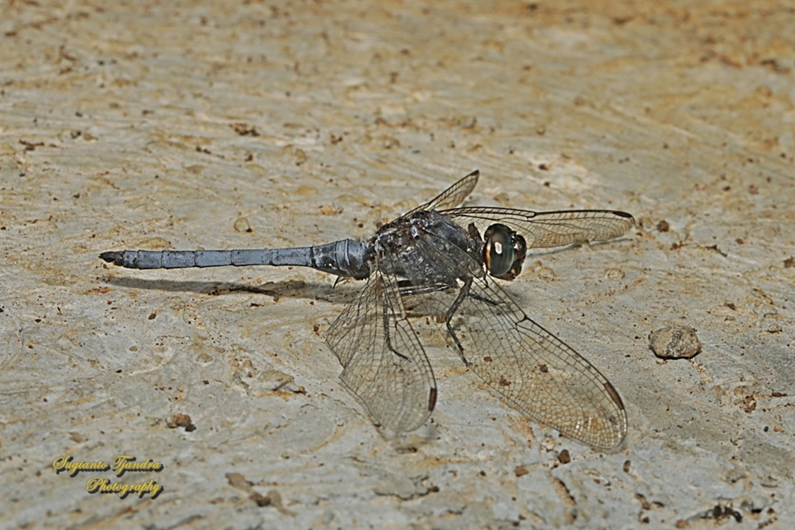 Blue Marsh Hawk, Orthetrum glaucum - male  Blue Marsh Hawk,Geotagged,Indonesia,Orthetrum glaucum,Winter