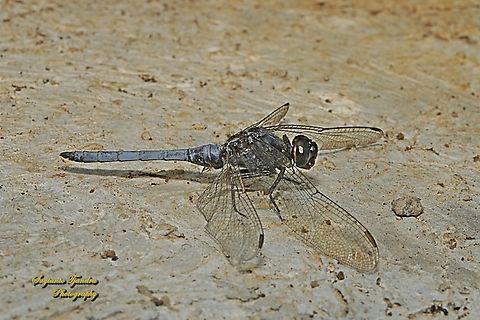 Blue Marsh Hawk, Orthetrum glaucum - male  Blue Marsh Hawk,Geotagged,Indonesia,Orthetrum glaucum,Winter