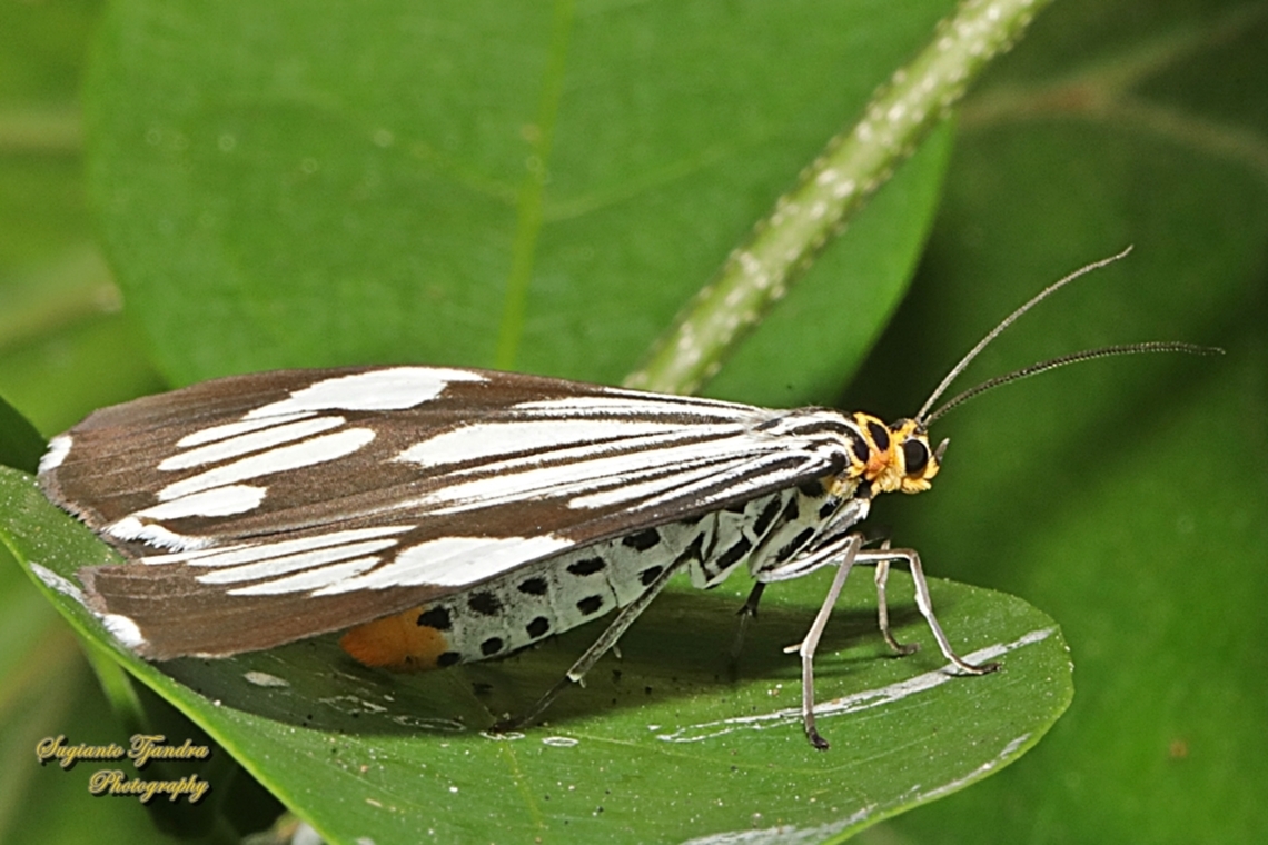 Marbled White Moth, Nyctemera coleta  Geotagged,Indonesia,Marbled White Moth,Nyctemera coleta,Winter