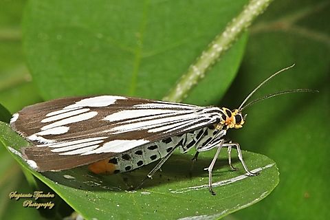 Marbled White Moth, Nyctemera coleta  Geotagged,Indonesia,Marbled White Moth,Nyctemera coleta,Winter