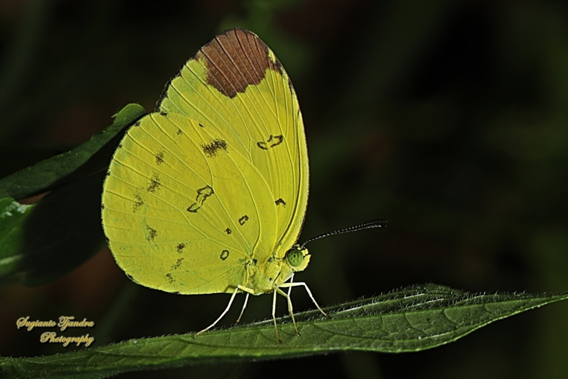 The Chocolate Grass Yellow butterfly, Eurema sari sari  Chocolate grass yellow,Eurema sari,Geotagged,Indonesia,Winter