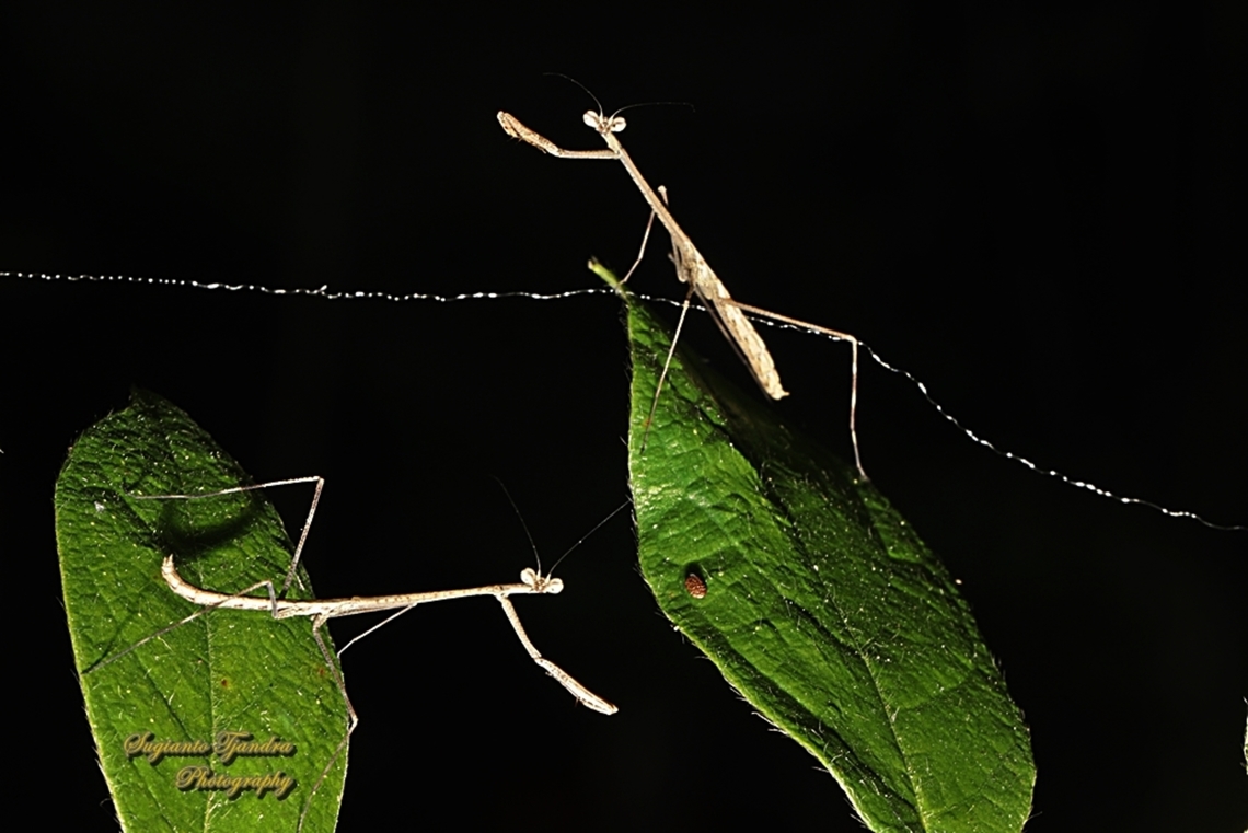 Giraffe Mantis, Euchomenella Sp.  Geotagged,Indonesia,Winter