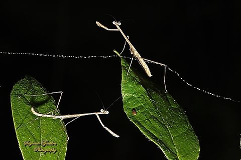Giraffe Mantis, Euchomenella Sp.  Geotagged,Indonesia,Winter