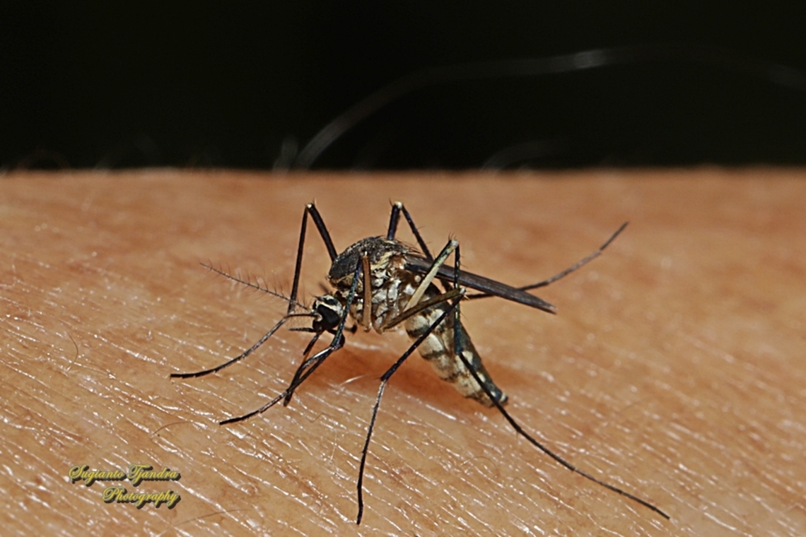White bellied mosquito, Armigeres subalbatus  Armigeres subalbatus,Geotagged,Indonesia,Winter