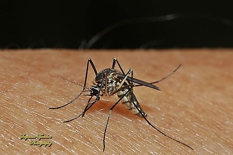 White bellied mosquito, Armigeres subalbatus  Armigeres subalbatus,Geotagged,Indonesia,Winter
