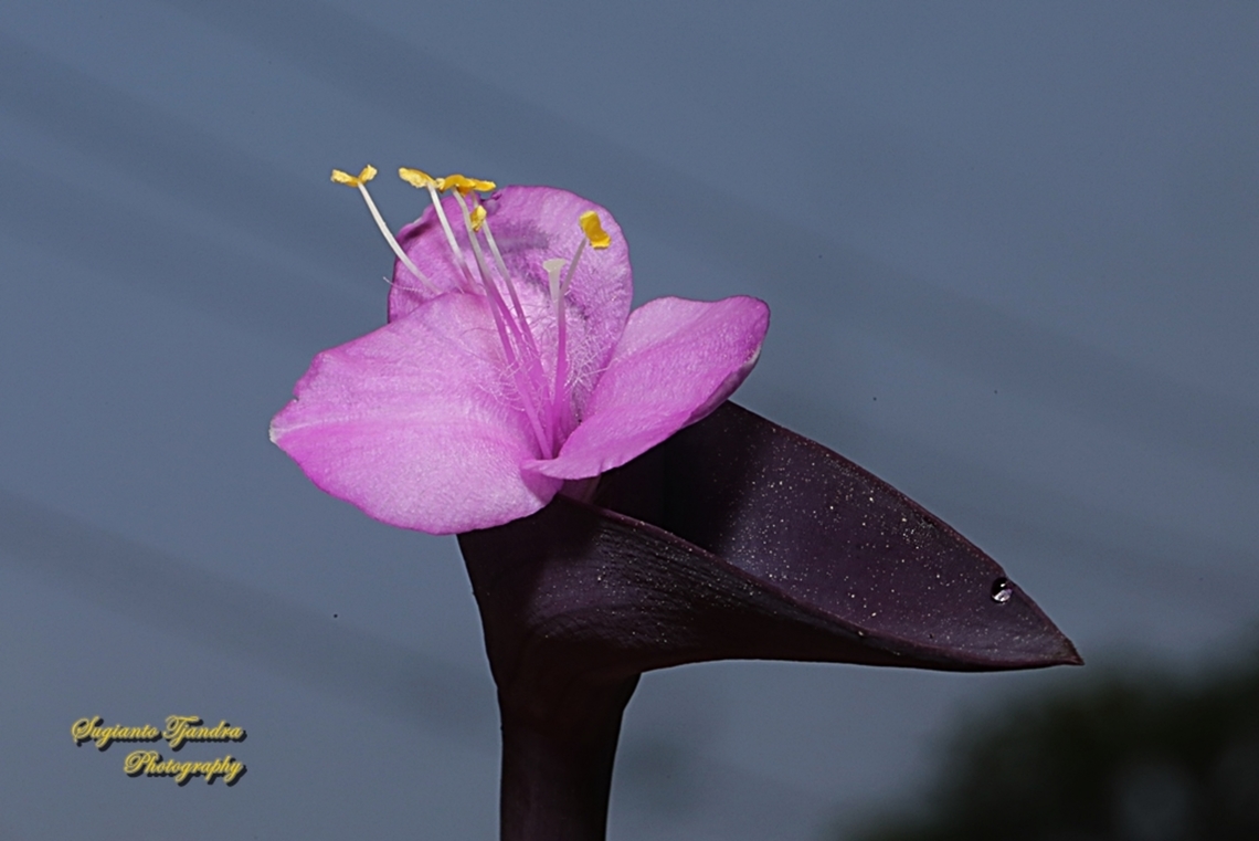 Purple Heart flower, Tradescantia pallida  Geotagged,Indonesia,Purple Heart,Tradescantia pallida,Winter