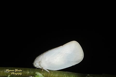 Flatid Planthopper, family Flatidae  Geotagged,Indonesia,Winter