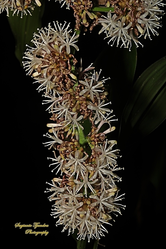 Bunga Hanjuang/ Andong, Cordyline fruticosa  Cordyline fruticosa,Geotagged,Indonesia,Palm Lily,Winter