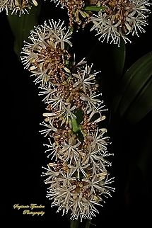 Bunga Hanjuang/ Andong, Cordyline fruticosa  Cordyline fruticosa,Geotagged,Indonesia,Palm Lily,Winter