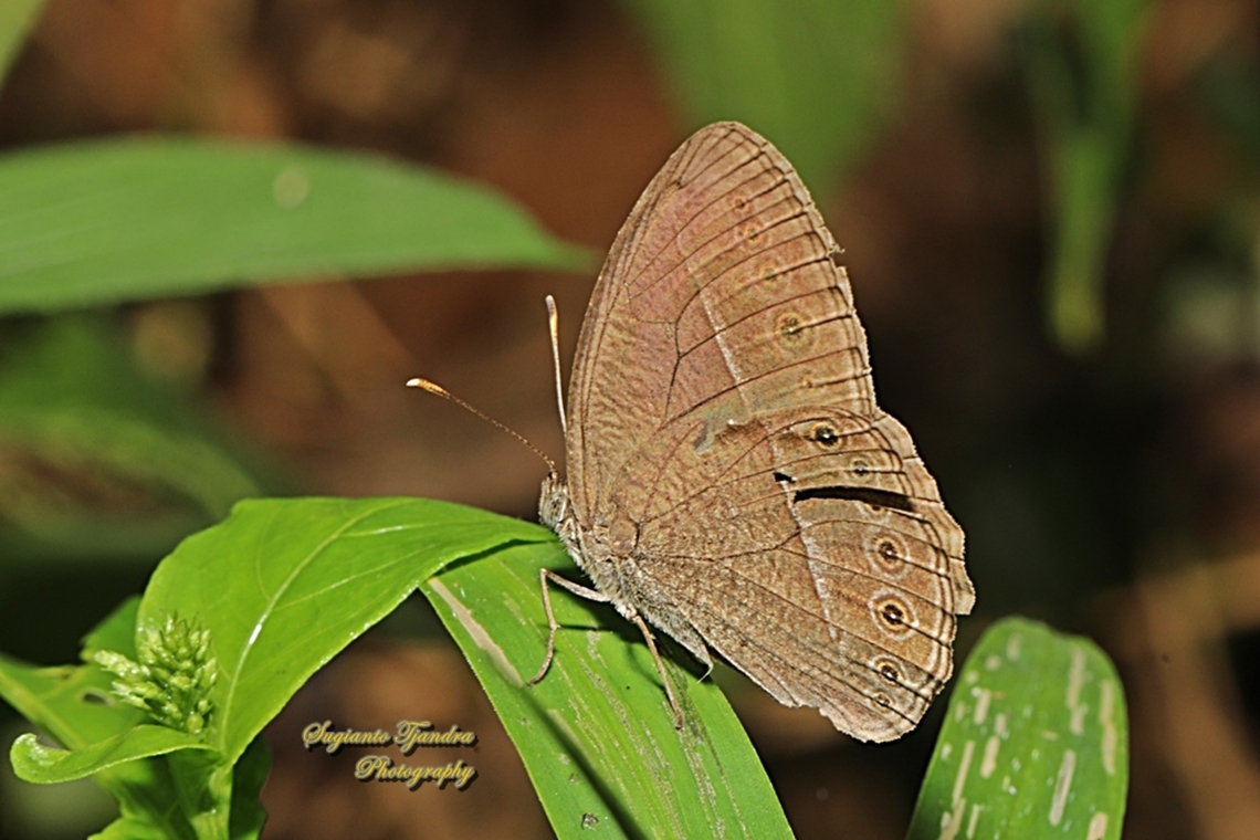 Common Bushbrown Butterfly, Telinga janardana janardana  Common Bushbrown,Geotagged,Indonesia,Telinga janardana,Winter