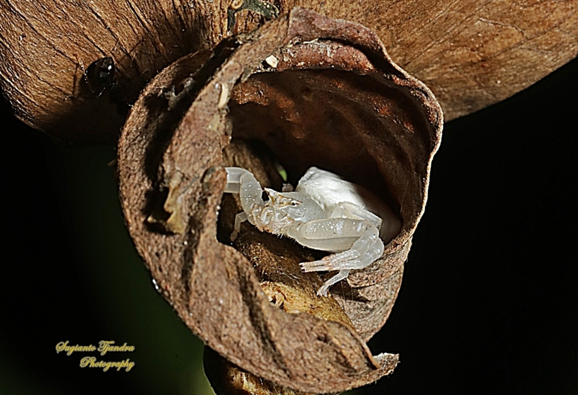 White Flower Crab Spider, Thomisius Sp., family Thomisidae  Geotagged,Indonesia,Winter