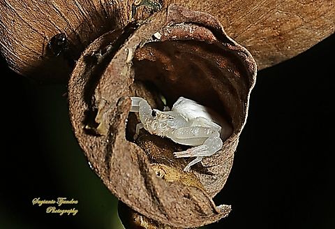 White Flower Crab Spider, Thomisius Sp., family Thomisidae  Geotagged,Indonesia,Winter