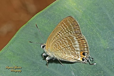 Pea Blue Butterfly, Lampides boeticus  Geotagged,Indonesia,Lampides boeticus,Long-tailed pea-blue,Winter