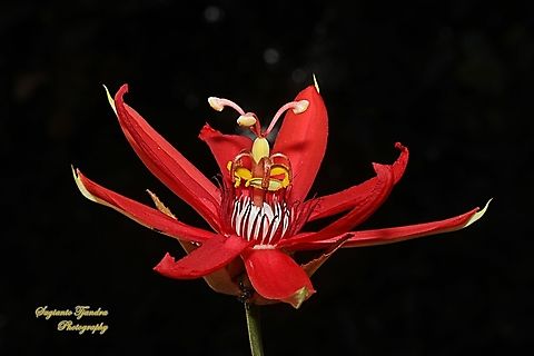 Passiflora Scarlet Flame Flower, Passiflora miniata ssp vitifolia, family Passifloraceae  Geotagged,Indonesia,Passiflora miniata,Red Passion Flower,Winter